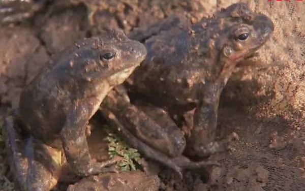 林蛙是什么动物?