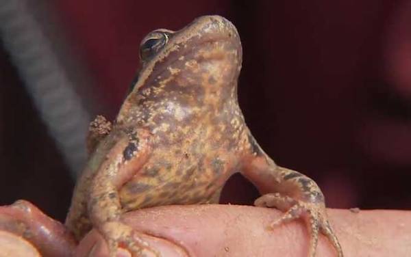 林蛙是什么动物?