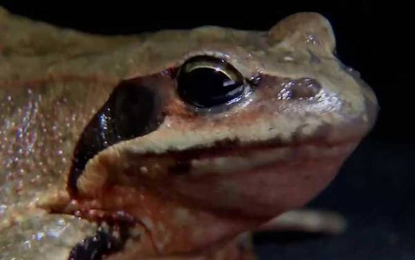 林蛙是什么动物?