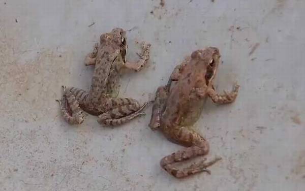 林蛙是什么动物?