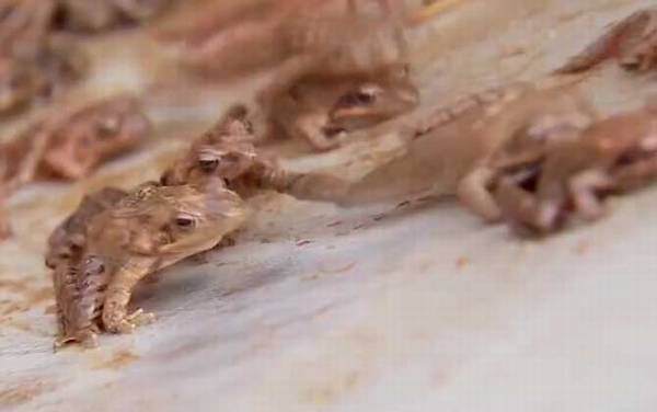 林蛙是什么动物?