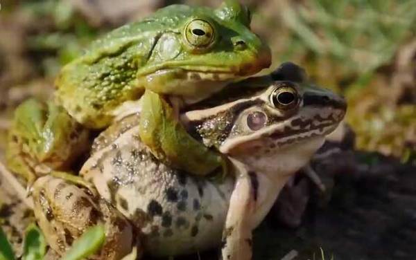 黑斑蛙是什么蛙?