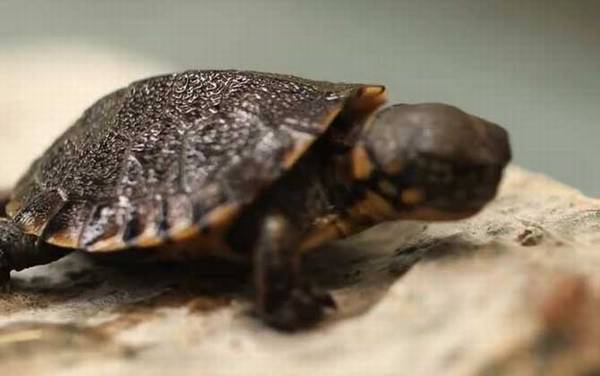 乌龟吃什么食物?