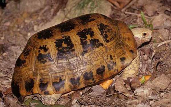 哪些龟类是国家保护动物?