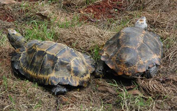 哪些龟类是国家保护动物?