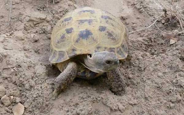 哪些龟类是国家保护动物?