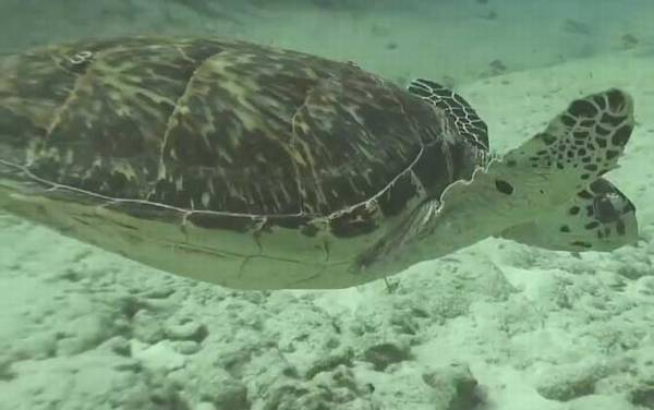 哪些龟类是国家保护动物?