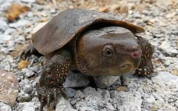 哪些龟类是国家保护动物?