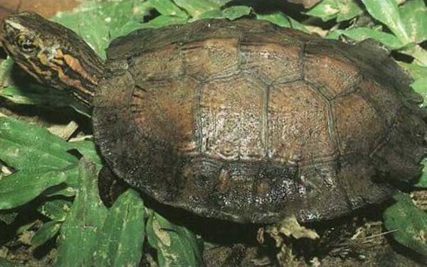 哪些龟类是国家保护动物?
