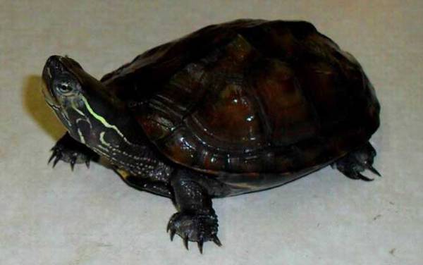 哪些龟类是国家保护动物?