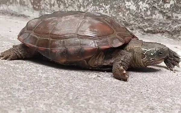 哪些龟类是国家保护动物?