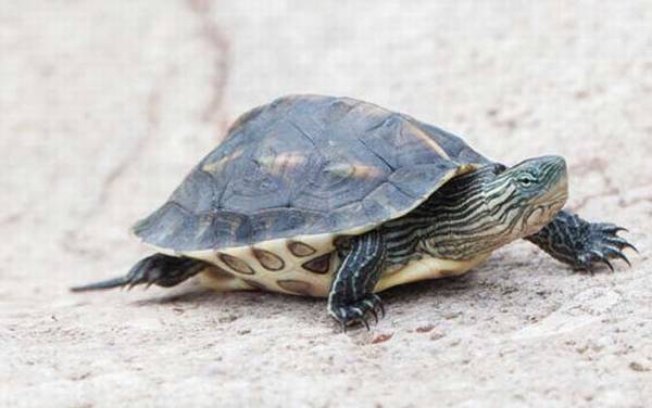 哪些龟类是国家保护动物?