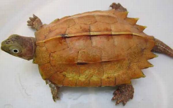 哪些龟类是国家保护动物?