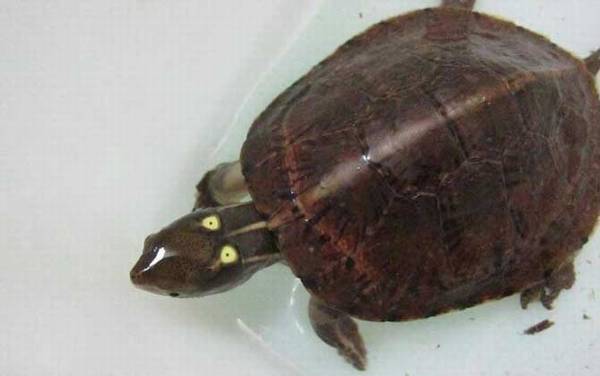 哪些龟类是国家保护动物?