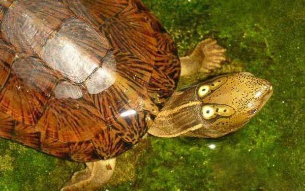 哪些龟类是国家保护动物?