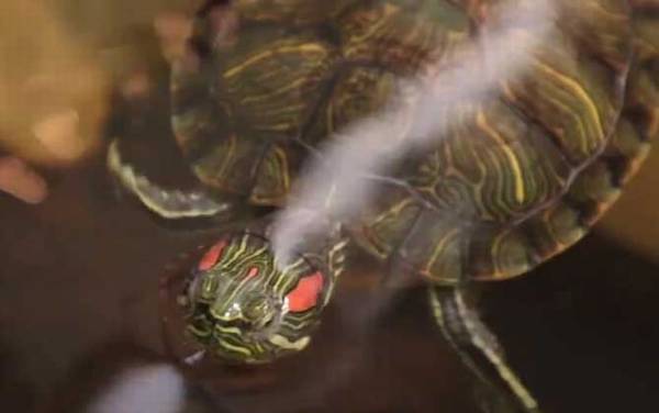 观赏龟种类名称及图片大全