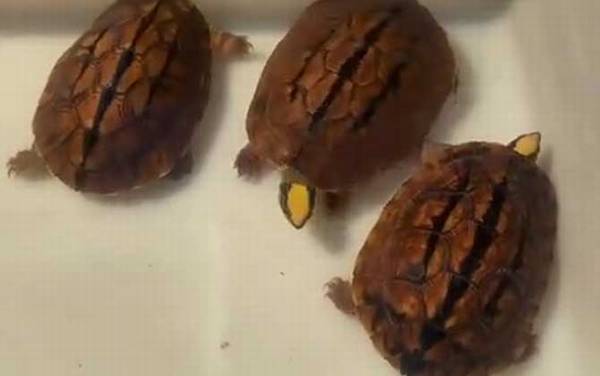 观赏龟种类名称及图片大全