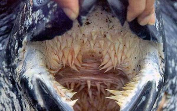 世界上最吓人的乌龟是什么龟?