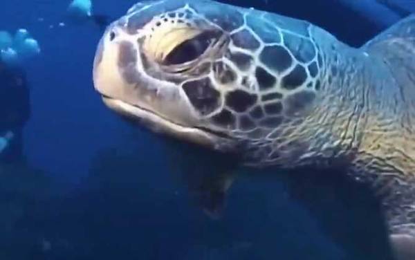 世界上最吓人的乌龟是什么龟?