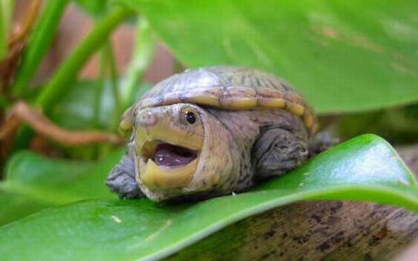 宠物小乌龟吃什么食物?