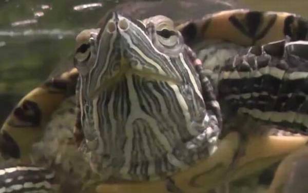 宠物小乌龟吃什么食物?