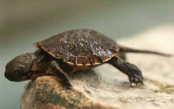 宠物小乌龟吃什么食物?