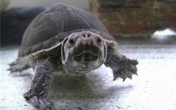 �ڹ���۲�֢״�����η���