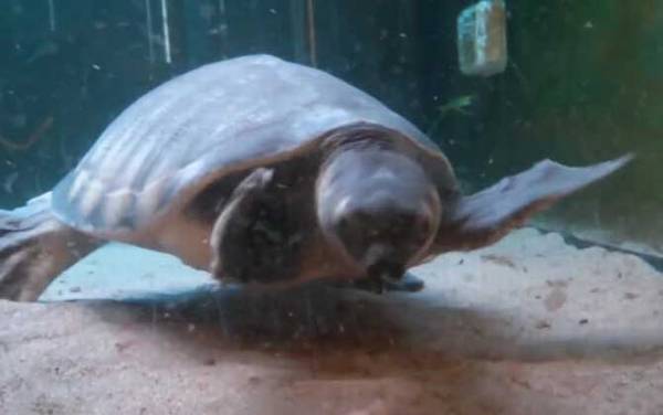 乌龟什么时候冬眠?