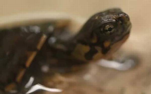 乌龟怎么分公母?