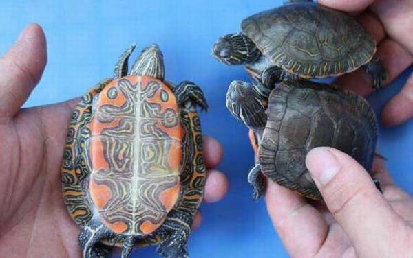 小乌龟不吃东西怎么办?