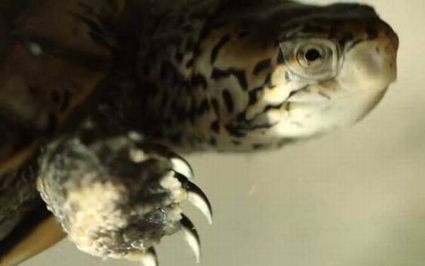 乌龟为什么能活那么久?