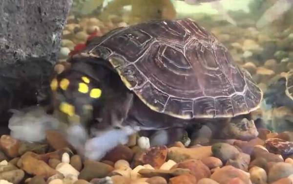 乌龟为什么能活那么久?