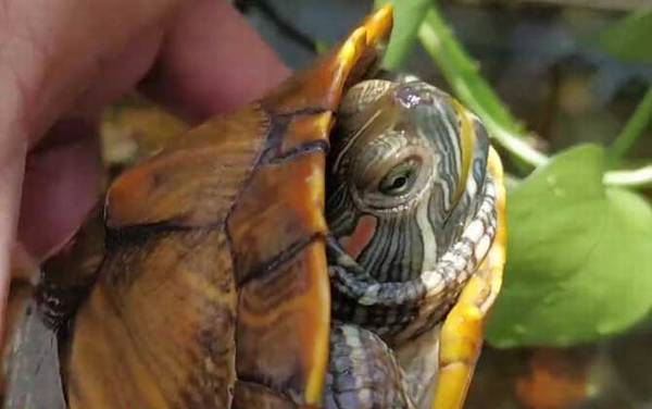 乌龟为什么能活那么久?