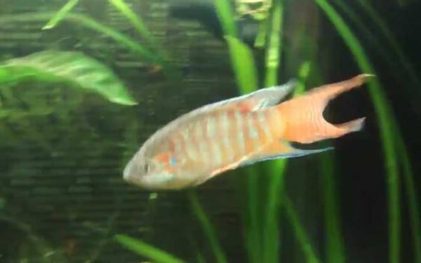 斗鱼怎么养才好?