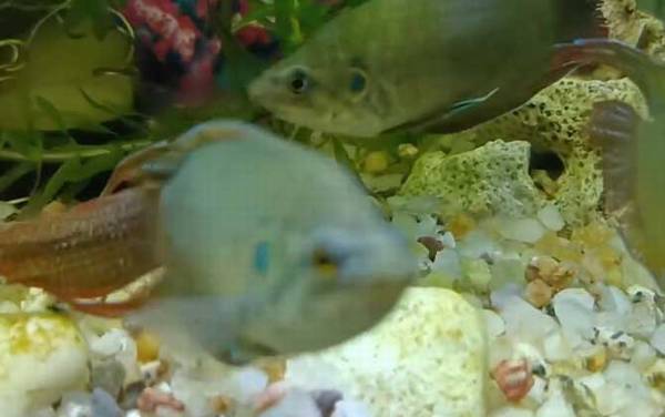 中国斗鱼是什么鱼?