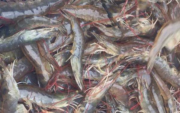 中国对虾是什么虾?