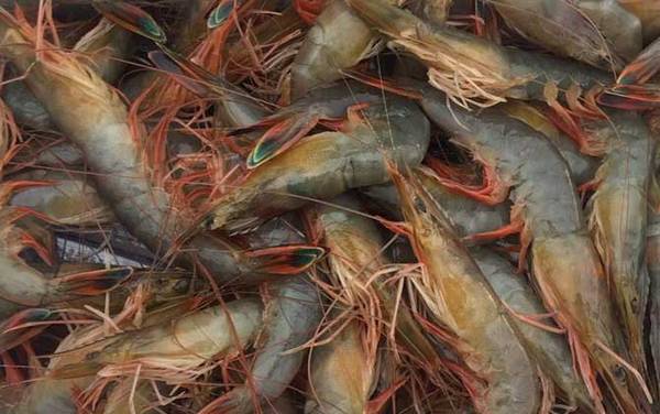 中国对虾是什么虾?