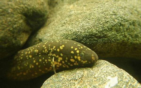 星点肺鱼是什么鱼?