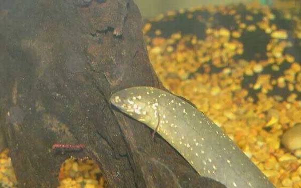 星点肺鱼是什么鱼?