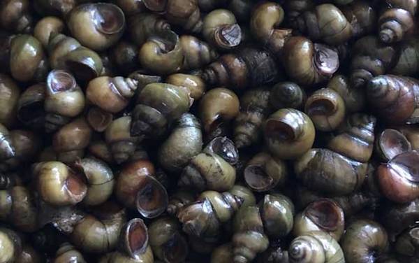 螺蛳吃什么食物?