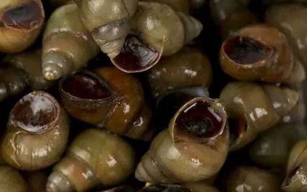 螺蛳吃什么食物?