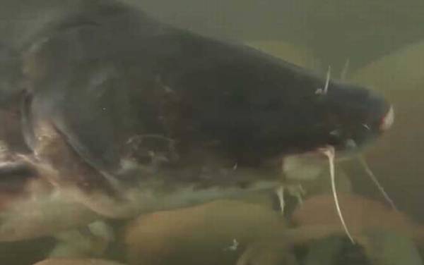 �t�������һ������