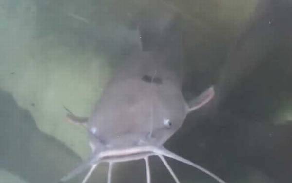 �t�������һ������