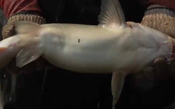 �t�������һ������