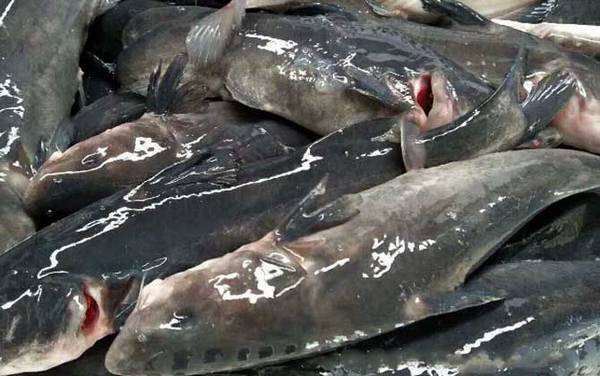 长江鮰鱼是几级保护动物?