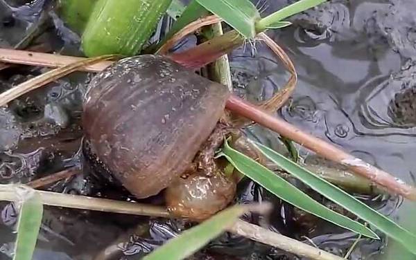 福寿螺到底能不能吃?