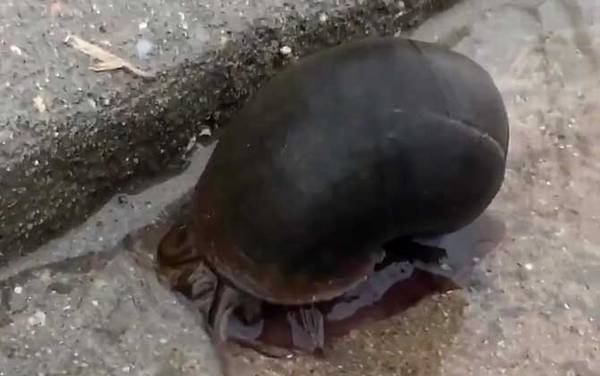 福寿螺到底能不能吃?