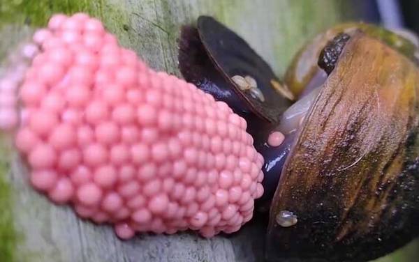 福寿螺卵是什么样子的?