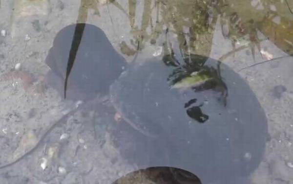 福寿螺卵是什么样子的?