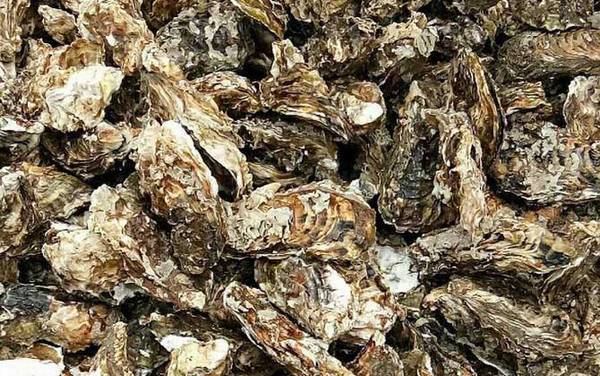 牡蛎价格多少钱一斤?